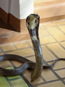 Preventing snake encounters at home: What you need to know