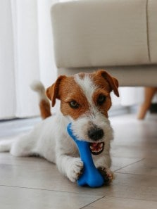 Dog teething 101: Chewing, comfort & control