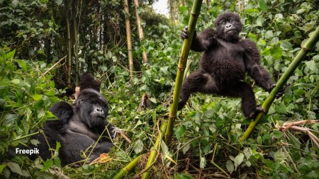 animals that are gay