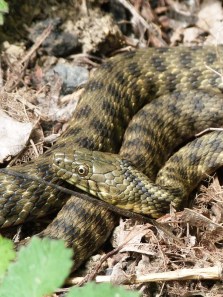 Animals that play dead to survive