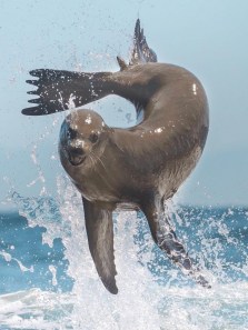 Seal vs Sea Lion vs Walrus: Which marine beast is most dangerous?