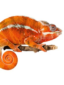 7 amazing animals that change colour to survive and communicate