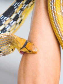 What happens to your body after a venomous snake bite