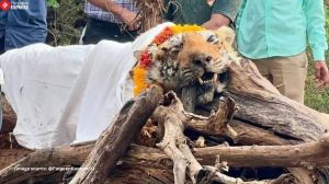 Also known as Tigress T-84, she is the granddaughter of the legendary ‘Machali,’ the most photographed tigress (Image source: @ParveenKaswan/X)