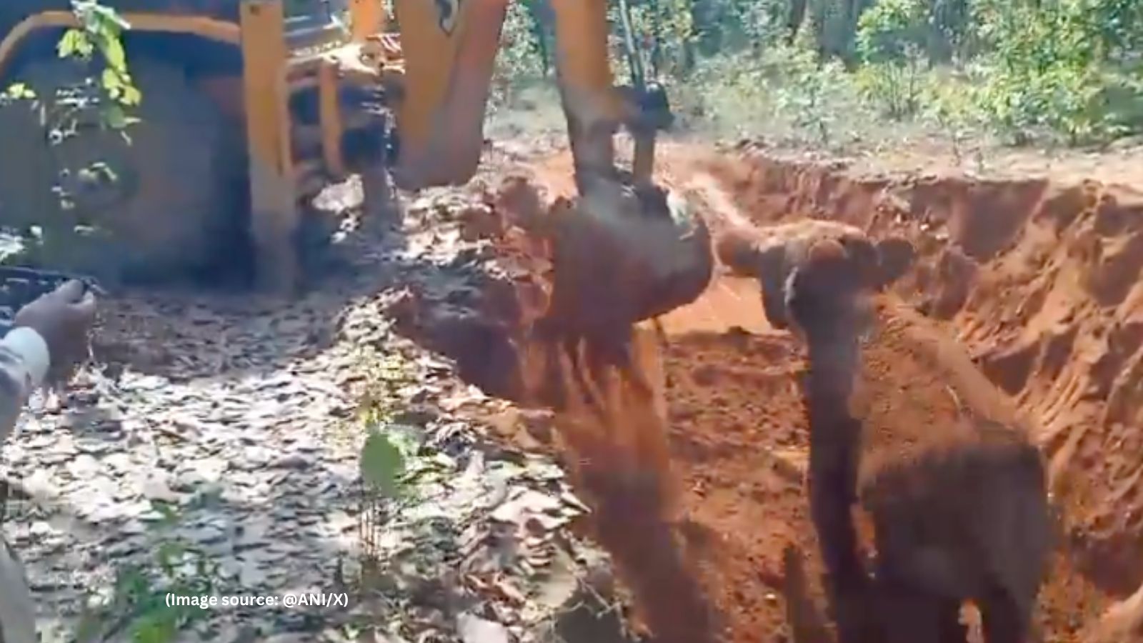 Rescued baby elephant shows gratitude by touching JCB in Chhattisgarh ...