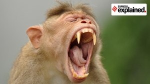 Why Kerala wants Wildlife Act amended to allow it to kill some wild animals