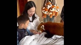 China hotel red panda
