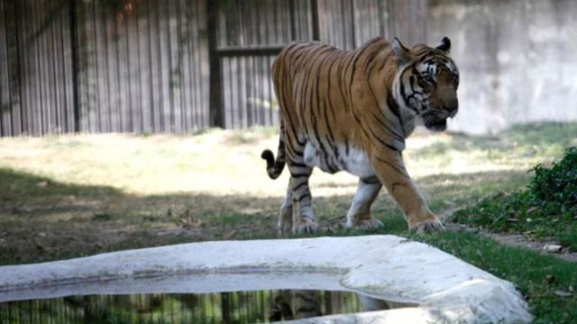 China zoo tiger