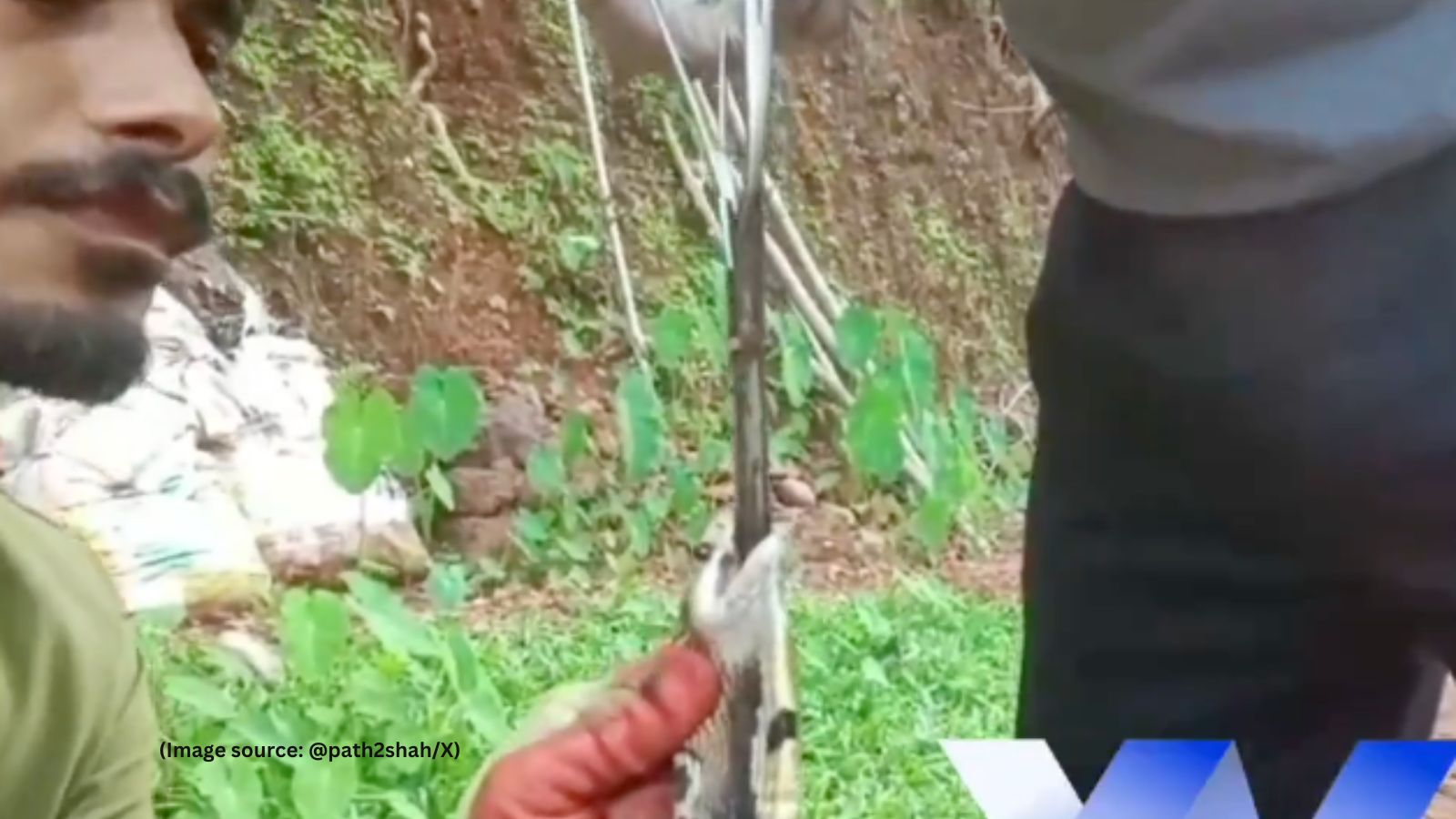 Cobra Swallows Knife, Rescued in Karnataka