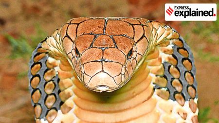 Madhya Pradesh, Madhya Pradesh government, Mohan Yadav, snakebite, snakebite deaths, Madhya Pradesh snakebite deaths, Indian express explained, explained news, current affairs