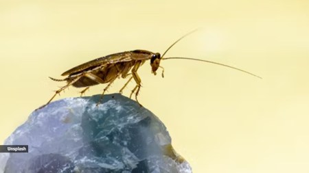 Cockroaches have an open circulatory system