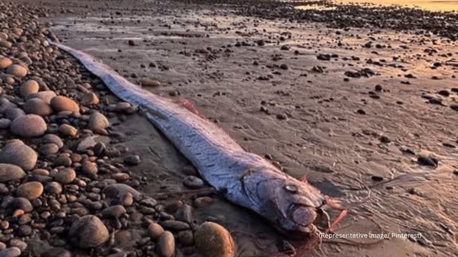 A Doomsday fish was recently caught by fishermen in Tamil Nadu, sparking a wave of assumptions as it is known for bad omen (Representative image/Pinterest)
