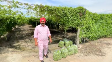 Punjab fields