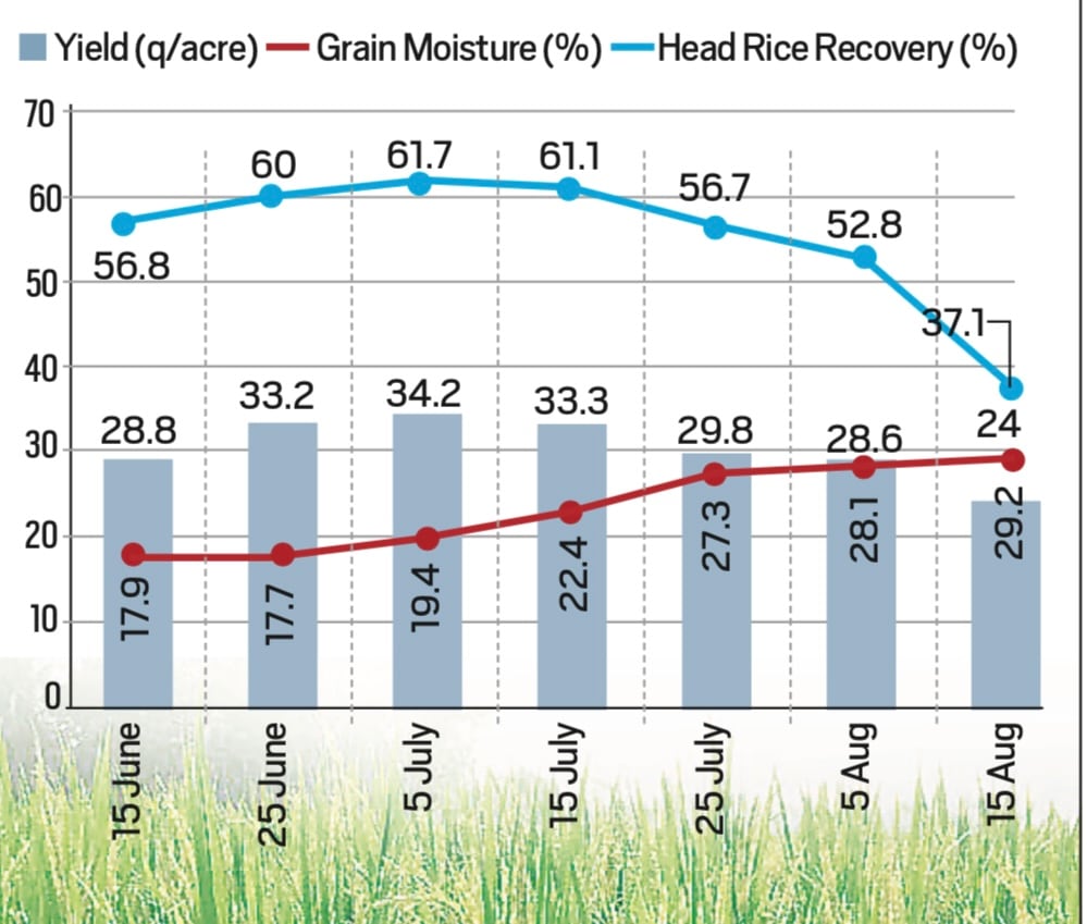 Key findings from the survey reveal that PR-126 performs best when transplanted between June 25 and July 15, using 25–30-day-old seedlings, as very early and very late transplantation led to yield reduction.