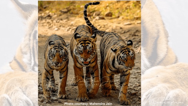 Arrowhead photographed with her daughters Kankatti and Chanchal