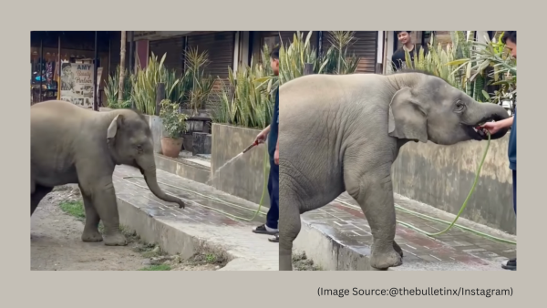 An elephant mother thanks a man for giving water to her calf. (Image source: @thebulletinx/ Instagram)
