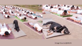 NDRF's dog does yoga on the 11th International Yoga Day, at the campus of the 13th Battalion at Sui, Udhampur. (Image source: @ANI/X)
