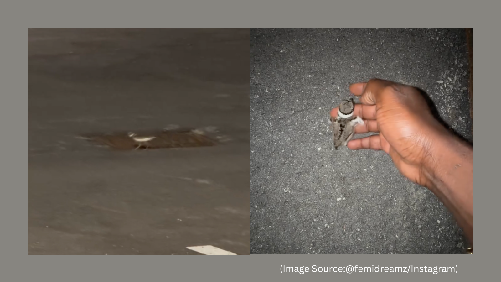Men Rescue Baby Bird, Video Goes Viral, Touching Hearts Online