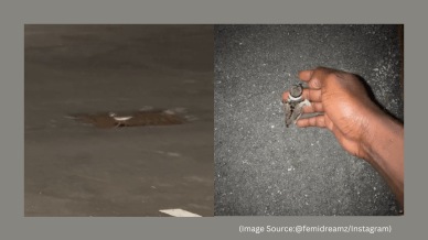 A man rescued a baby bird that fell into a roadside drain. (Image source: @femidreamz/ Instagram)