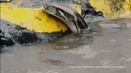 A python was spotted in the flooded streets of Navi Mumbai. (Image source: @sarpmitr_ashtvinayak_more/ Instagram)