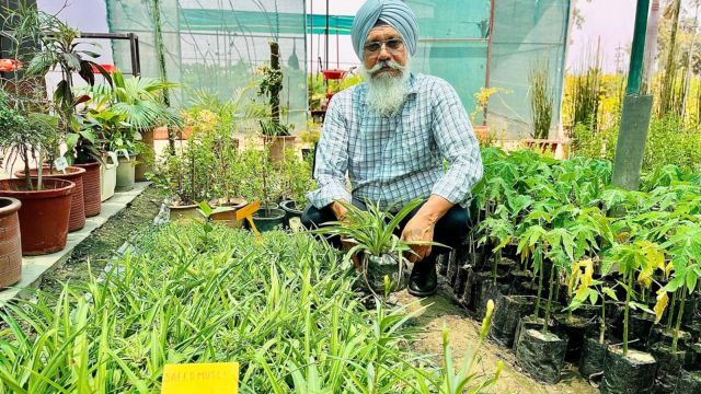 retired agriculture teacher, medicinal plants farming, Punjab, Chandigarh