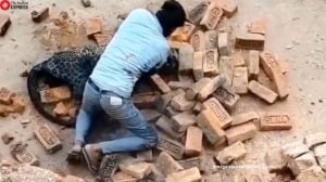 Despite suffering injuries, the man fought the leopard, taking it on the ground for several minutes with his hands (Image source: @tripsashu/X)