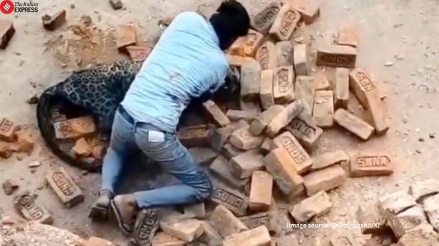 Despite suffering injuries, the man fought the leopard, taking it on the ground for several minutes with his hands (Image source: @tripsashu/X)