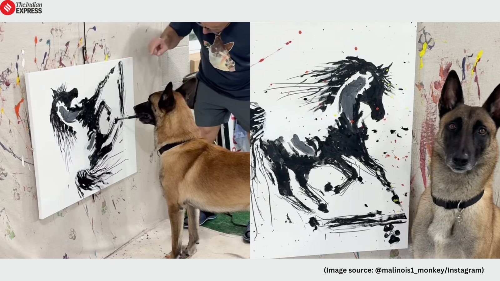 Monkey isn’t just an internet star but also a Hollywood star (Image source: @malinois1_monkey/Instagram)