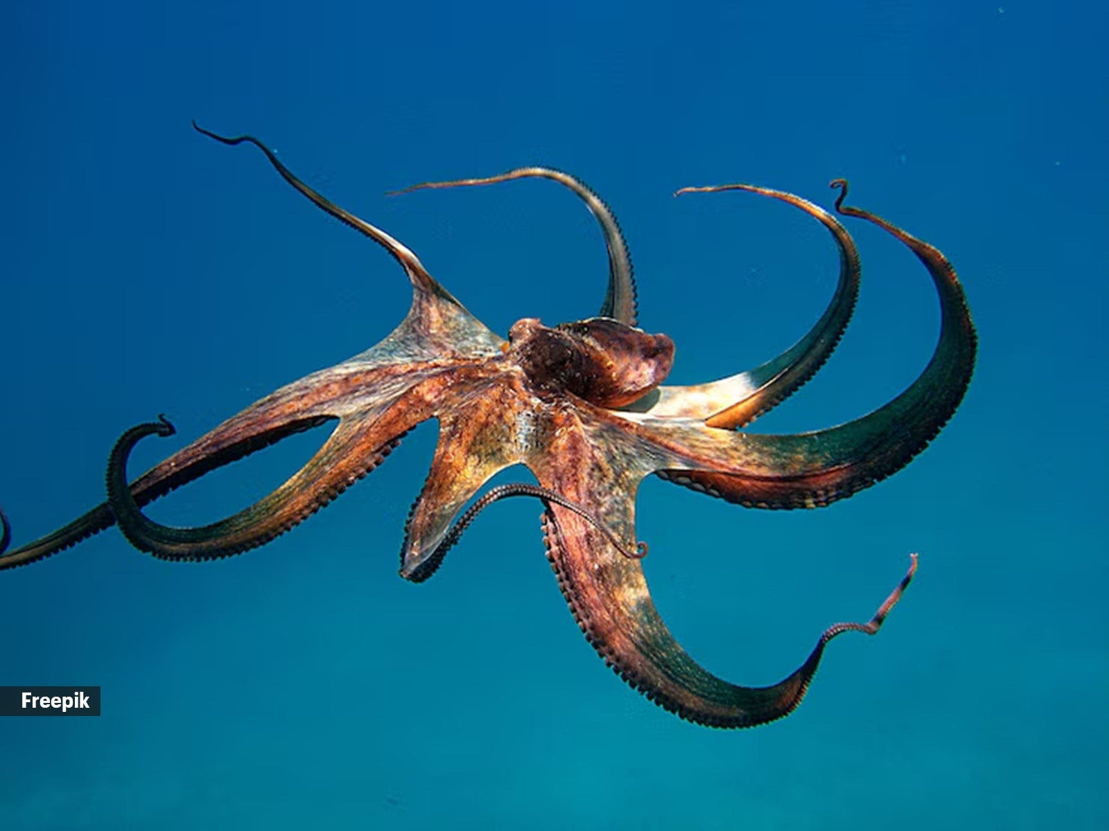 Octopuses have an impressive ability to recognise individual humans