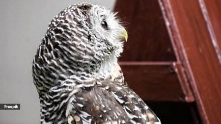 When it comes to survival, some animals are equipped with abilities that push the boundaries of what seems biologically possible. 