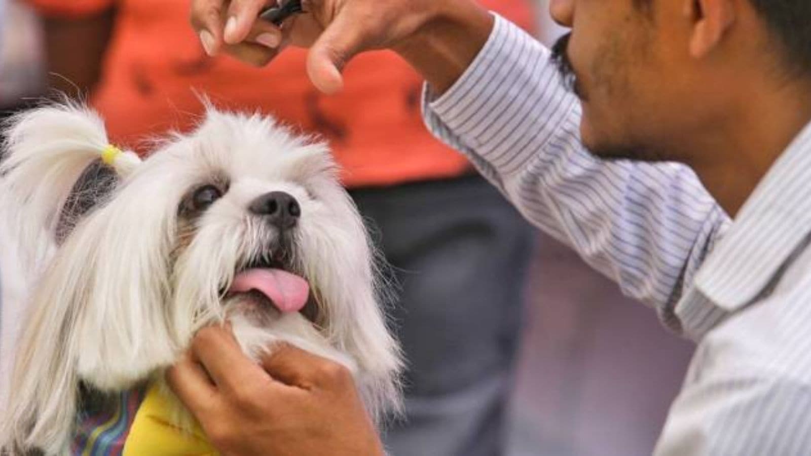 17,336 pet dogs registered in Ahmedabad since Jan 1; 490 Rottweilers | Ahmedabad News