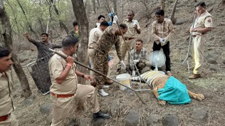 Tiger suspected to be behind latest attack at Ranthambore captured