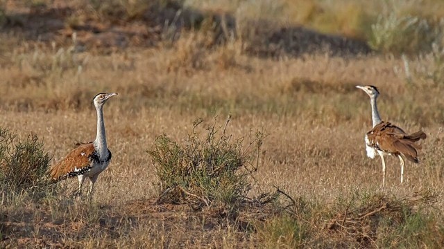 Great Indian Bustard chicks name