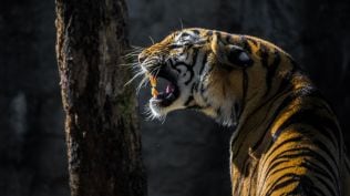 Hair samples found on the body have been sent to a laboratory for DNA analysis to help identify the tiger.