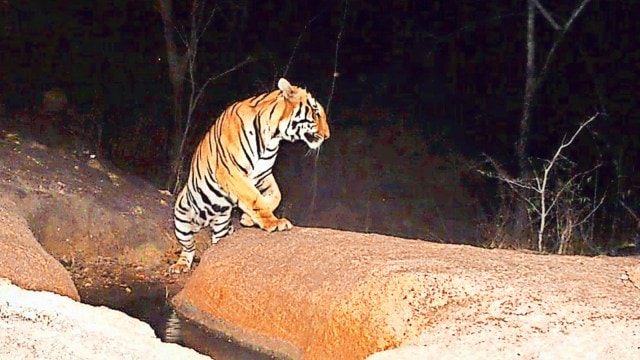 Male tiger, Male tiger captured in MP, Male tiger captured in Madhya Pradesh, tiger captured in Madhya Pradesh, Indian express news, current affairs