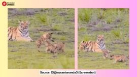 Tiger Cubs Trending on X