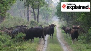 Explained: State of India’s tiger prey, why challenges to their habitat need to be addressed