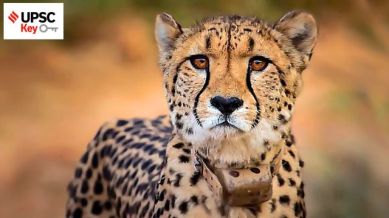 upsc, UPSC Key: Axiom-4 mission, Project Cheetah, and Tardigrades