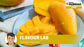 Mango history, science