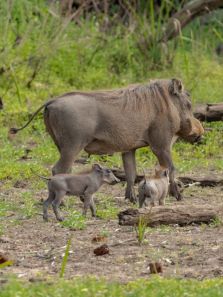 6 remarkable animals that live longer than humans