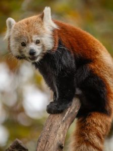 5 Facts About Red Pandas