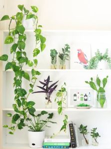 5 Best Indoor Plants