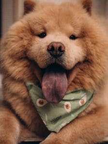 Know more about Chow Chow