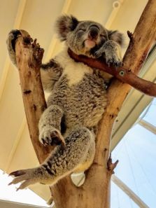 Know more about koalas and their lifestyle