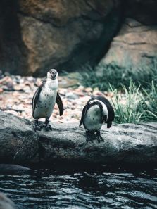 5 incredible birds found around Indian national parks