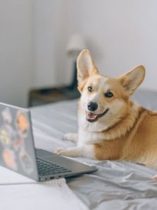 5 ways to keep your dog happy indoors