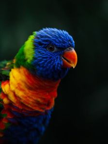 5 animals known for their brilliant memories