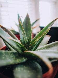 5 benefits of Aloe Vera