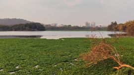Water hyacinth