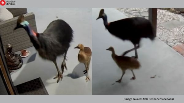 The last recorded cassowary-related death in Australia took place almost 100 years ago (Image source: ABC Brisbane/Facebook)